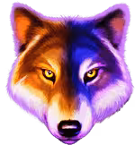 Online betting software & casino solutions